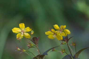 Lysimachia ciliata (püsküllü gevşeklik) çiçekleri, yakın çekim, yerel odak 