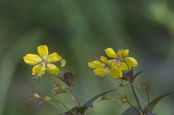 Lysimachia Ciliata Okrajové Volné Sváry Květiny Zblízka Záběr Místní Zaměření — Stock fotografie