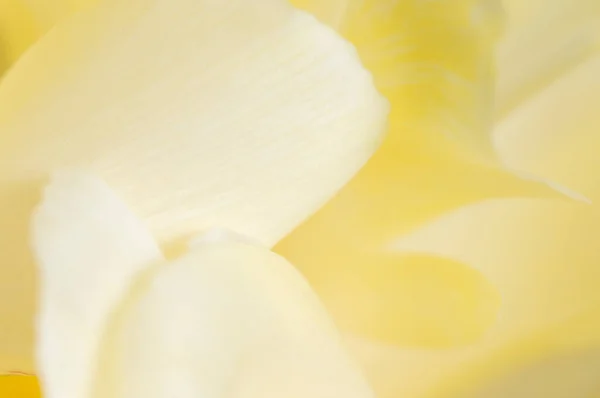 Tulip Flower Fragment Macro Shot Local Focus — Stock Photo, Image