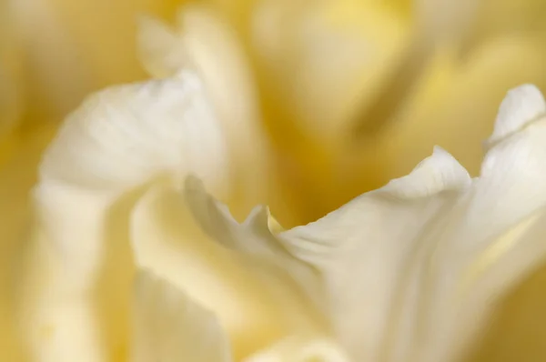 Fragmento Flor Tulipa Macro Tiro Foco Local — Fotografia de Stock