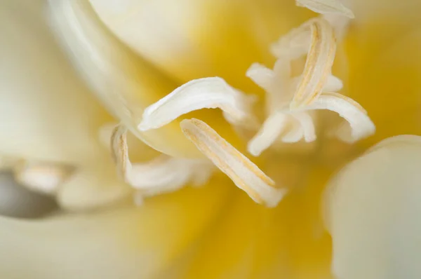 Fragmento Flor Tulipa Macro Tiro Foco Local — Fotografia de Stock