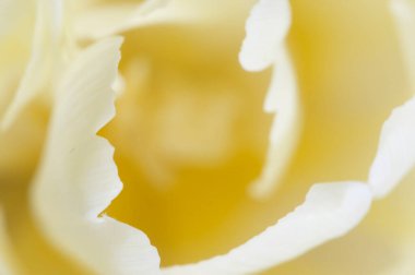 Lale çiçeği kırıntısı makro yerel odak noktası