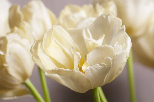 Tulipan Kwiat Zbliżenie Strzał Lokalne Ostrość — Zdjęcie stockowe
