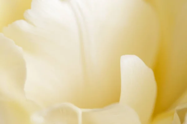 Tulpenblütenfragment Makroaufnahme Lokaler Fokus — Stockfoto
