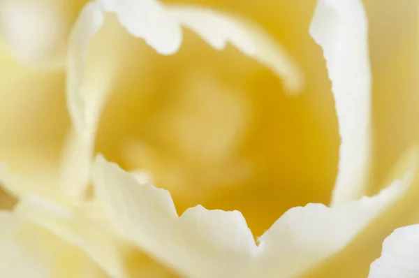 Tulp Bloem Fragment Macro Shot Lokale Focus — Stockfoto