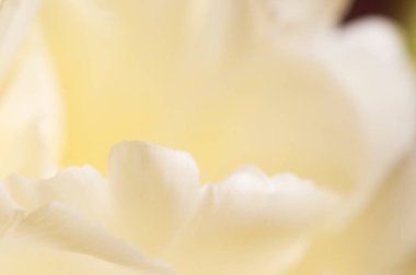 Lale çiçeği kırıntısı makro yerel odak noktası