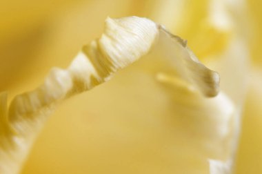 Lale çiçeği kırıntısı makro yerel odak noktası