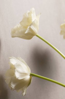 Lale çiçeği yakın çekim yerel odak