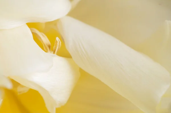 Tulpenblütenfragment Makroaufnahme Lokaler Fokus — Stockfoto