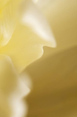 Lale çiçeği kırıntısı makro yerel odak noktası