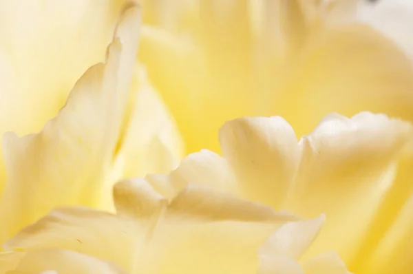 Tulpenblütenfragment Makroaufnahme Lokaler Fokus — Stockfoto