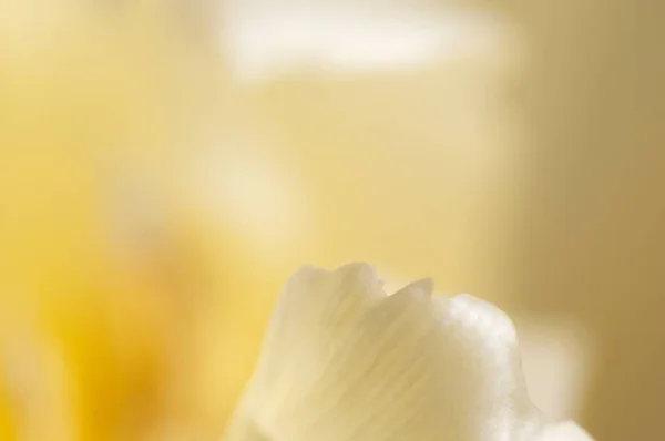 Lale Çiçeği Kırıntısı Makro Yerel Odak Noktası — Stok fotoğraf