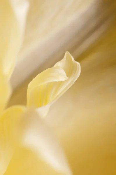 Фрагмент Цветка Тюльпана Стоковое Изображение