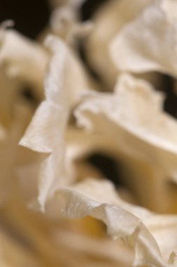 Kuru Lale çiçeği kırıntısı makro çekim yerel odak