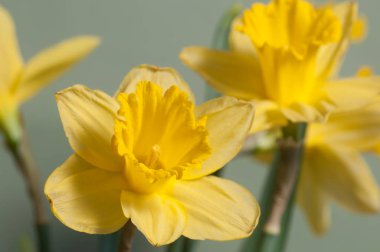 Narcissus çiçeği makro çekim yerel odak