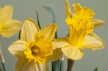 Narcissus çiçeği makro çekim yerel odak