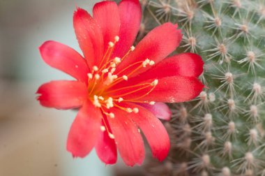 Rebutia minuscula kaktüs çiçeği, yakın çekim, yerel odaklanma