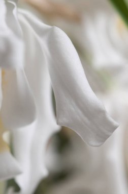 Coelogyne Cristata orkidesi çiçekleri, yakın çekim.