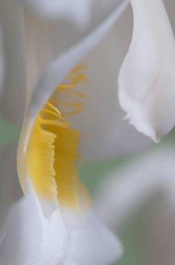 Coelogyne Cristata orkidesi çiçekleri, yakın çekim.