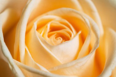 Gül çiçeği parçacıklı makro çekim yerel odak