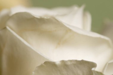 Gül çiçeği parçacıklı makro çekim yerel odak