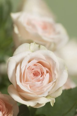 Gül çiçekleri makro çekim yerel odak