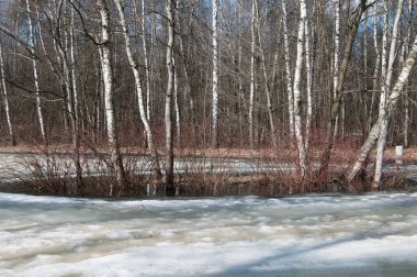 Moskova 'daki Sokolniki parkında bir gölet manzarası