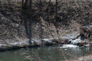 Moskova 'daki Sokolniki parkında bir gölet manzarası