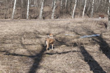 Moskova, Sokolniki parkında bir köpekle manzara