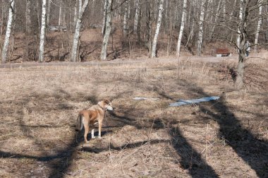 Moskova, Sokolniki parkında bir köpekle manzara
