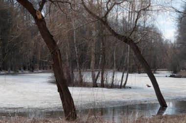 Moskova 'daki Sokolniki parkında bir gölet manzarası