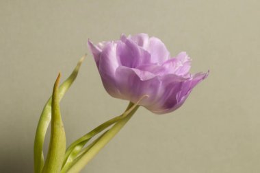 Lale çiçeği makro çekim yerel odak