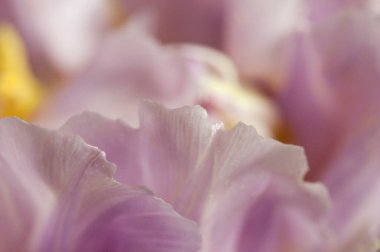 Lale çiçeği kırıntısı makro yerel odak noktası