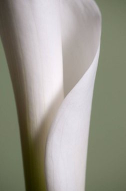 Açık yeşil arkaplanda zambak çiçeği