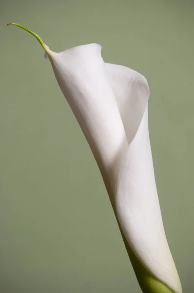 Calla Lilie Květ Světle Zeleném Pozadí — Stock fotografie