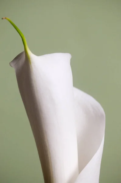 Calla Lilie Květ Světle Zeleném Pozadí — Stock fotografie