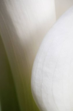 Kalla zambak çiçeği yakın çekim yerel odak