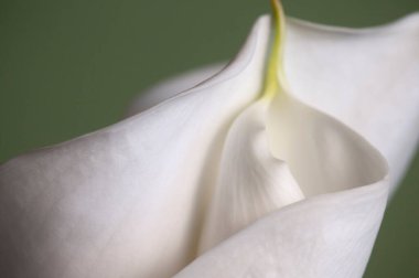 Açık yeşil arkaplanda zambak çiçeği