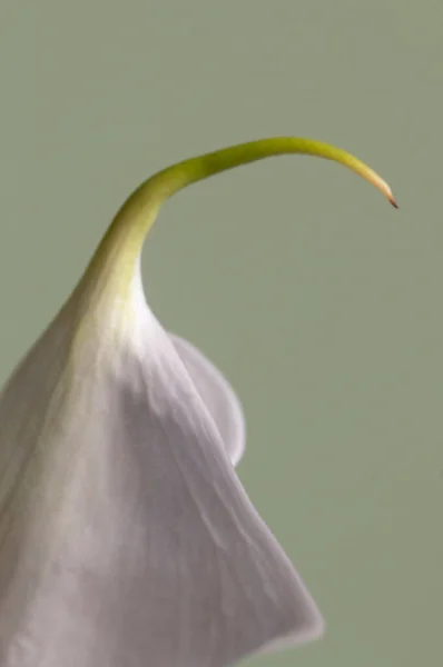 Calla Lily Flower Close Shot Local Focus — Stock Photo, Image