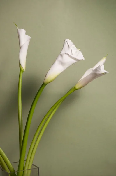 Flor Lirio Calla Sobre Fondo Verde Claro —  Fotos de Stock