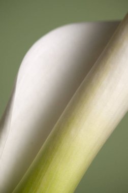 Kalla zambak çiçeği yakın çekim yerel odak