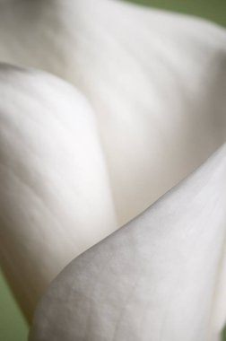 Kalla zambak çiçeği yakın çekim yerel odak