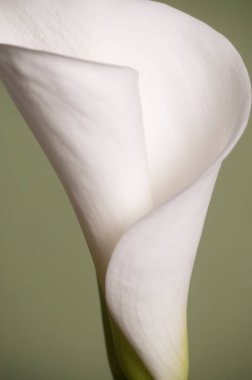 Kalla zambak çiçeği yakın çekim yerel odak