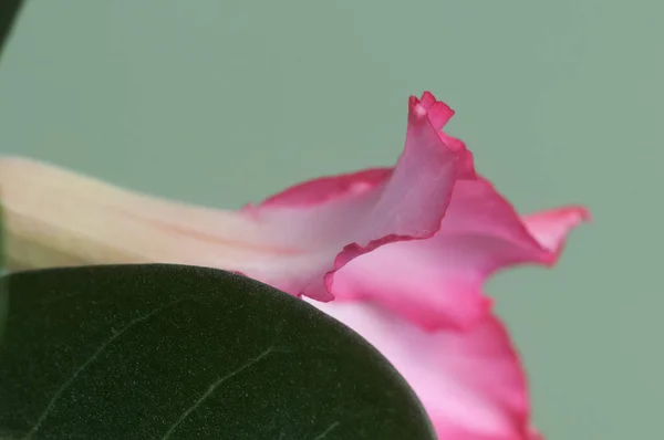 Adenium Obesum Blomma Närbild Skott Lokal Fokus — Stockfoto