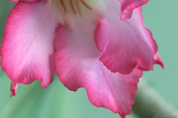 Adenyum Obesum Çiçeği Yakın Çekim Yerel Odak — Stok fotoğraf