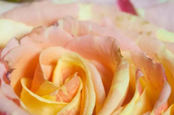 Kwiat Róży Fragment Makro Strzał Lokalne Ostrość — Zdjęcie stockowe