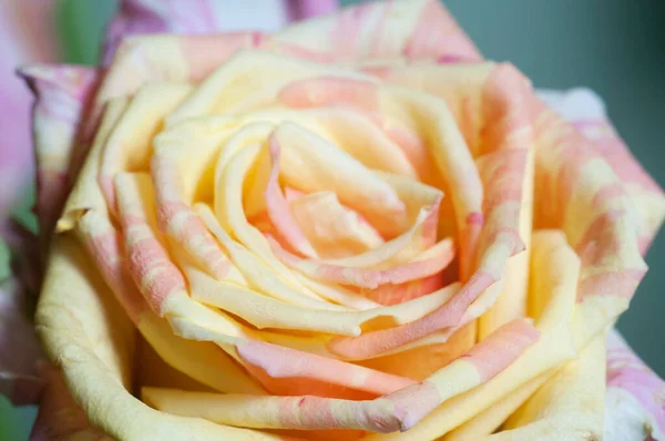 Rose Flower Fragment Macro Shot Local Focus — Stock Photo, Image