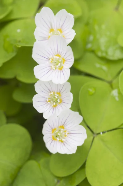 Lkbaharda Wood Sorrel Oxalis Çiçekleri Yakın Plan — Stok fotoğraf