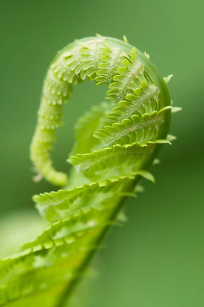 Closeup Curled Fern Frond Spring Local Focus — Stock Photo, Image