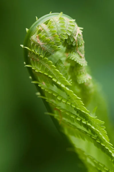 Closeup Curled Fern Frond Spring Local Focus — Stock Photo, Image
